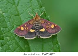 Attēlu rezultāti vaicājumam “Pyrausta aurata”