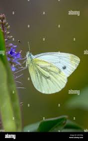 Attēlu rezultāti vaicājumam “Pieris brassicae”