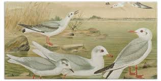 Attēlu rezultāti vaicājumam “Larus minutus”