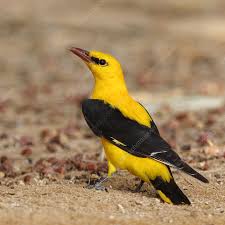 Attēlu rezultāti vaicājumam “Oriolus oriolus male”