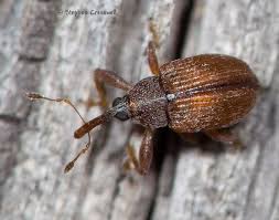 Attēlu rezultāti vaicājumam “Anthonomus phyllocola”