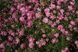 Attēlu rezultāti vaicājumam “Gypsophila muralis”
