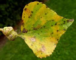 Attēlu rezultāti vaicājumam “Thecabius affinis nymph”