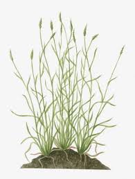 Attēlu rezultāti vaicājumam “Anthoxanthum odoratum”