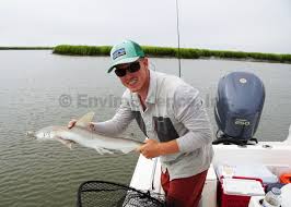 Image result for Sphyrna tiburo