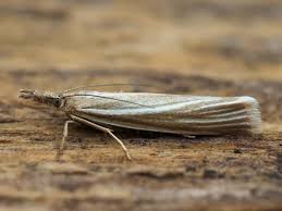 Attēlu rezultāti vaicājumam “Crambus pratella”