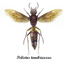 Attēlu rezultāti vaicājumam “Polistes”