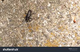 Attēlu rezultāti vaicājumam “Monochamus urussovi”