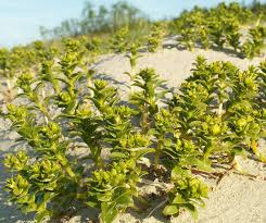 Attēlu rezultāti vaicājumam “Honckenya peploides flower”