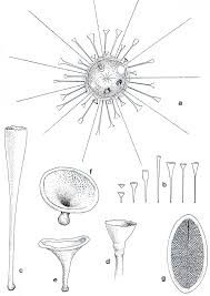 Attēlu rezultāti vaicājumam “Tubifera sp.”