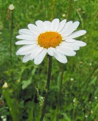 Attēlu rezultāti vaicājumam “Leucanthemum vulgare flower”