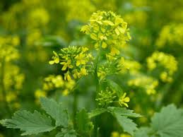 Attēlu rezultāti vaicājumam “Sinapis alba leaf”