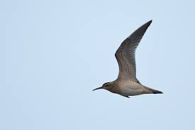 Image result for Numenius minutus