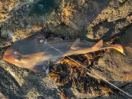 Image result for Acroteriobatus blochii