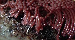 Attēlu rezultāti vaicājumam “Stemonitis flavogenita”