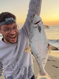 Image result for Lichia amia