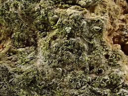 Attēlu rezultāti vaicājumam “Opegrapha rufescens”