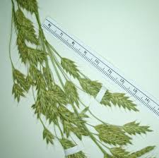 Attēlu rezultāti vaicājumam “Bromus secalinus”