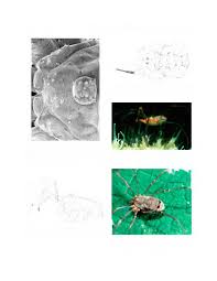 Attēlu rezultāti vaicājumam “Lophopilio palpinalis”