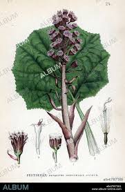 Image result for Petasites officinalis