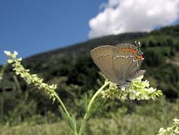 Attēlu rezultāti vaicājumam “Satyrium ilicis underside”