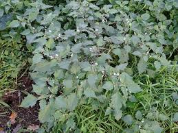 Attēlu rezultāti vaicājumam “Solanum nigrum”