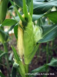 Attēlu rezultāti vaicājumam “Zea mays female flower”
