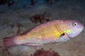 Image result for Calotomus carolinus