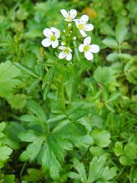 Attēlu rezultāti vaicājumam “Cardamine amara flower”