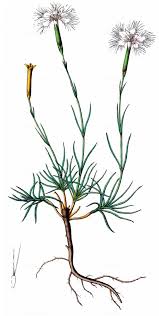 Attēlu rezultāti vaicājumam “Dianthus arenarius leaf”