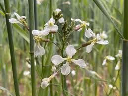 Attēlu rezultāti vaicājumam “Raphanus raphanistrum flower”