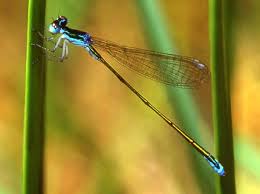 Attēlu rezultāti vaicājumam “Nehalennia speciosa”