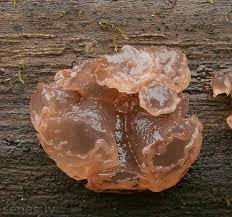 Attēlu rezultāti vaicājumam “Neobulgaria pura”