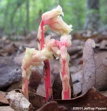 Attēlu rezultāti vaicājumam “Monotropa hypopitys bud”