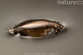 Attēlu rezultāti vaicājumam “Gyrinidae”