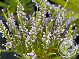 Attēlu rezultāti vaicājumam “Cribraria violacea macro”