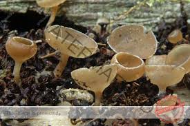 Attēlu rezultāti vaicājumam “Ciboria amentacea”