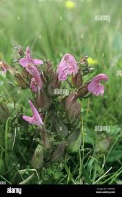Attēlu rezultāti vaicājumam “Pedicularis palustris flower”