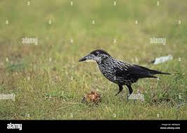 Attēlu rezultāti vaicājumam “Nucifraga caryocatactes adult”