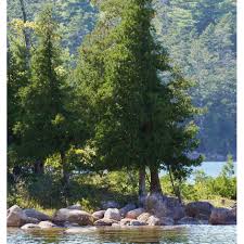 Attēlu rezultāti vaicājumam “Thuja occidentalis”