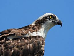 Image result for Pandion haliaetus