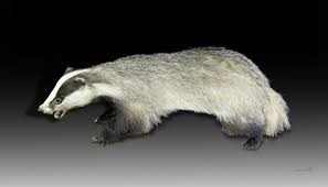 Attēlu rezultāti vaicājumam “Meles meles”