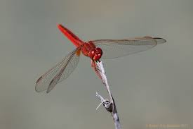 Attēlu rezultāti vaicājumam “Oxymirus cursor female”