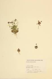 Attēlu rezultāti vaicājumam “Androsace septentrionalis fruit”