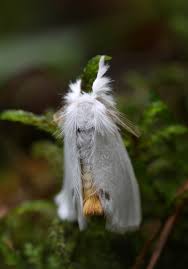 Attēlu rezultāti vaicājumam “Euproctis similis”