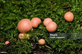 Attēlu rezultāti vaicājumam “Lycogala cf. fossiculatum macro”