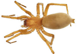 Attēlu rezultāti vaicājumam “Gnaphosidae”