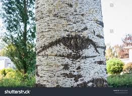 Attēlu rezultāti vaicājumam “Populus x canescens”