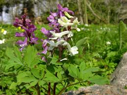 Attēlu rezultāti vaicājumam “Corydalis cava”