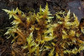 Attēlu rezultāti vaicājumam “Calliergon megalophyllum”